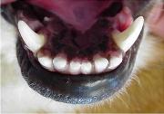 dog teeth