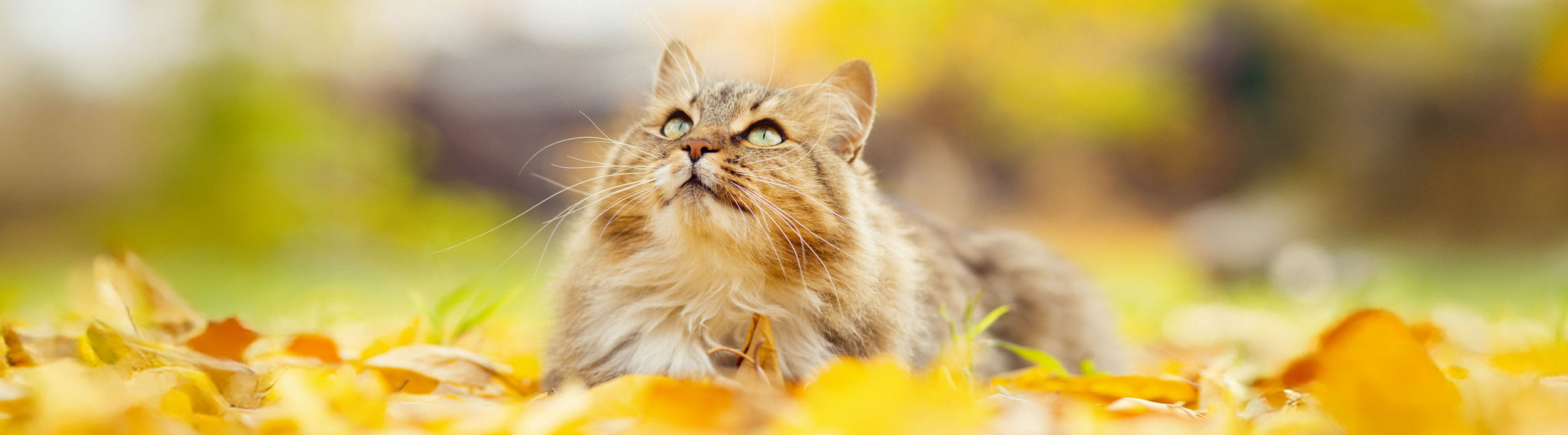 Fall Cat Banner
