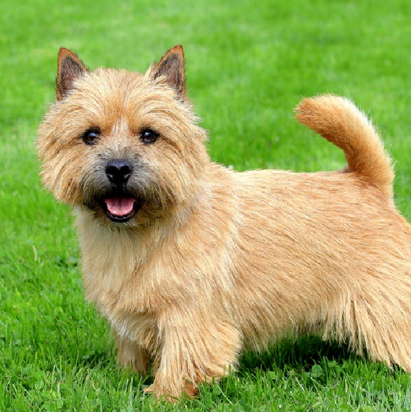 Terrier in Grass, Square