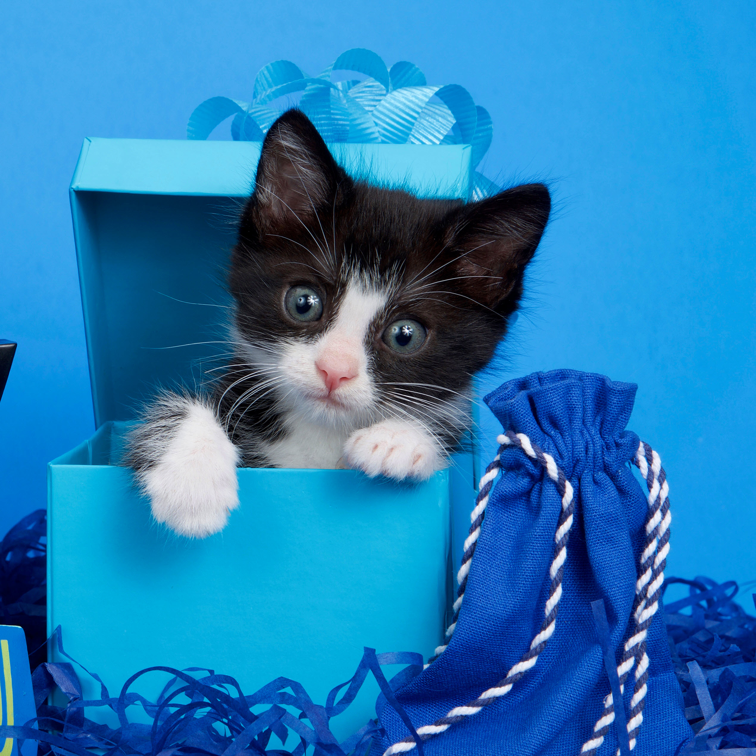 Cat in a box, Square