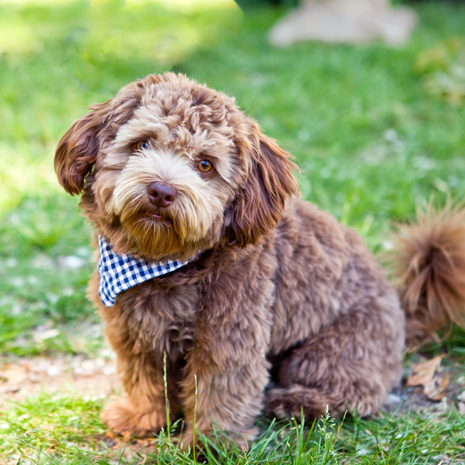 Puppy in Grass, Square