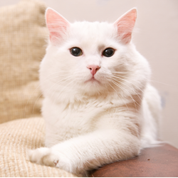 White cat, Square
