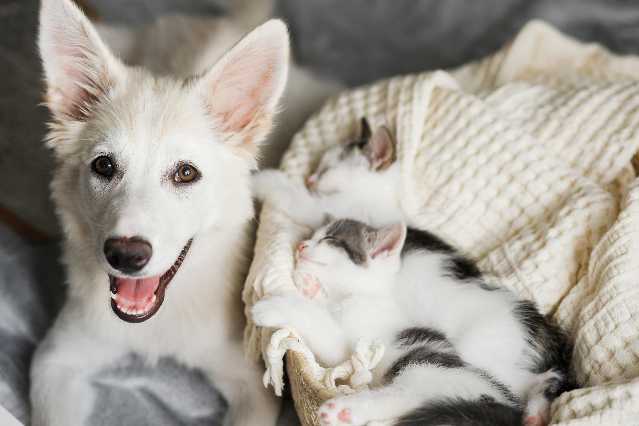 White Dog Guarding Several Sleeping Kittens