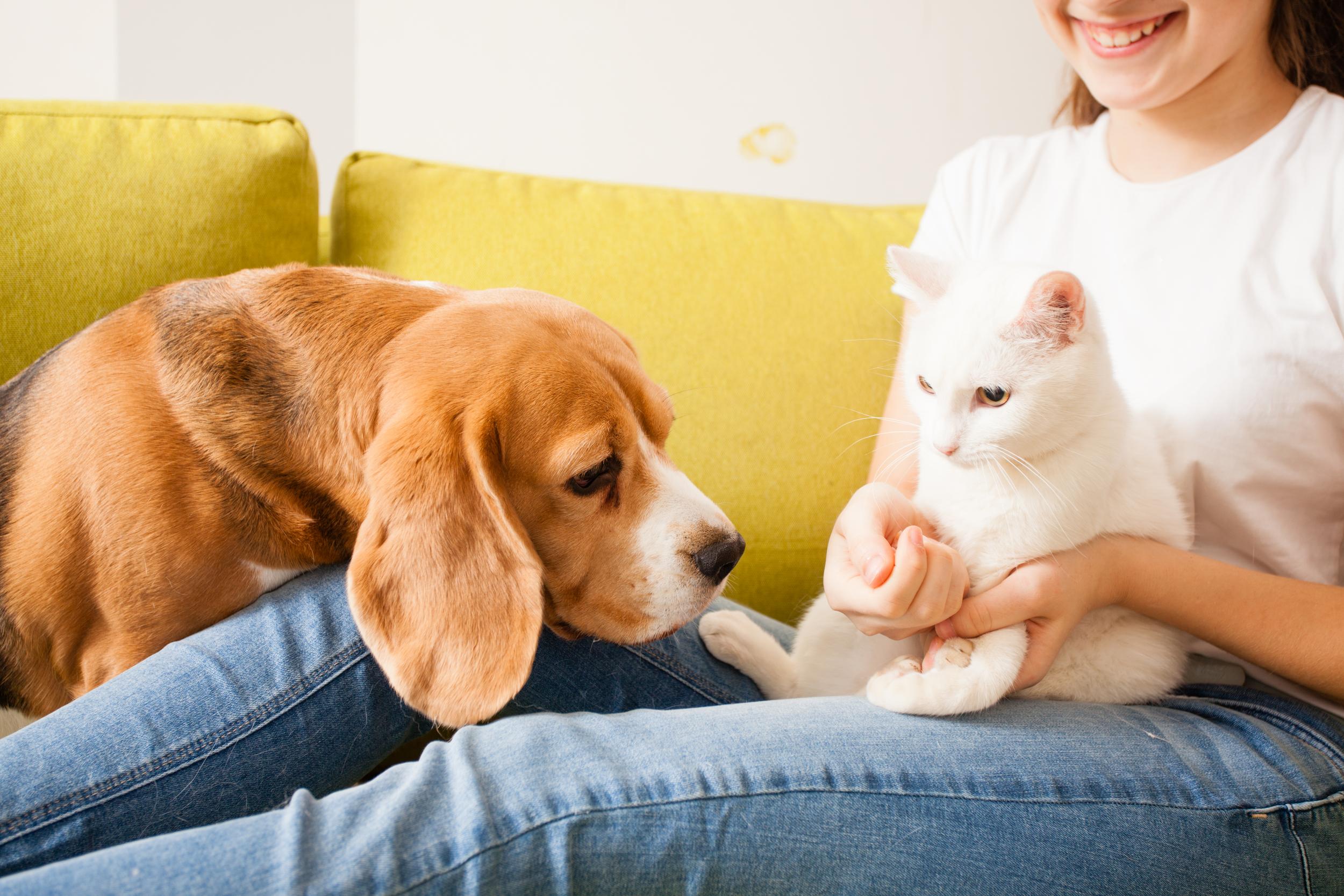 Person Holding White Cat While Dog Greets Cat