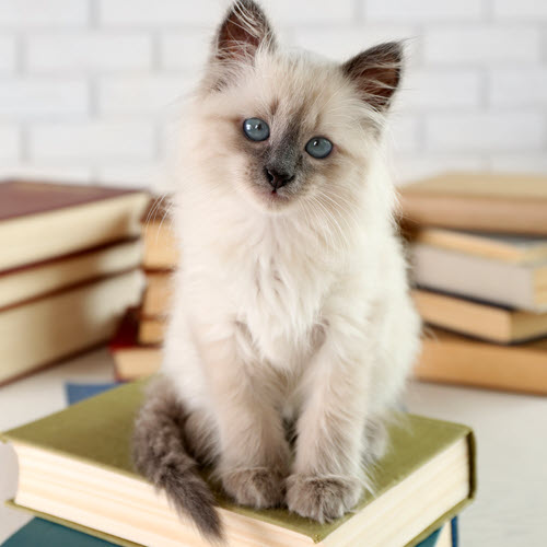 Cat on Books