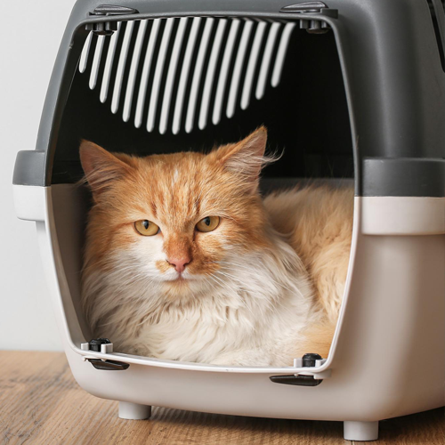 Cat in Carrier