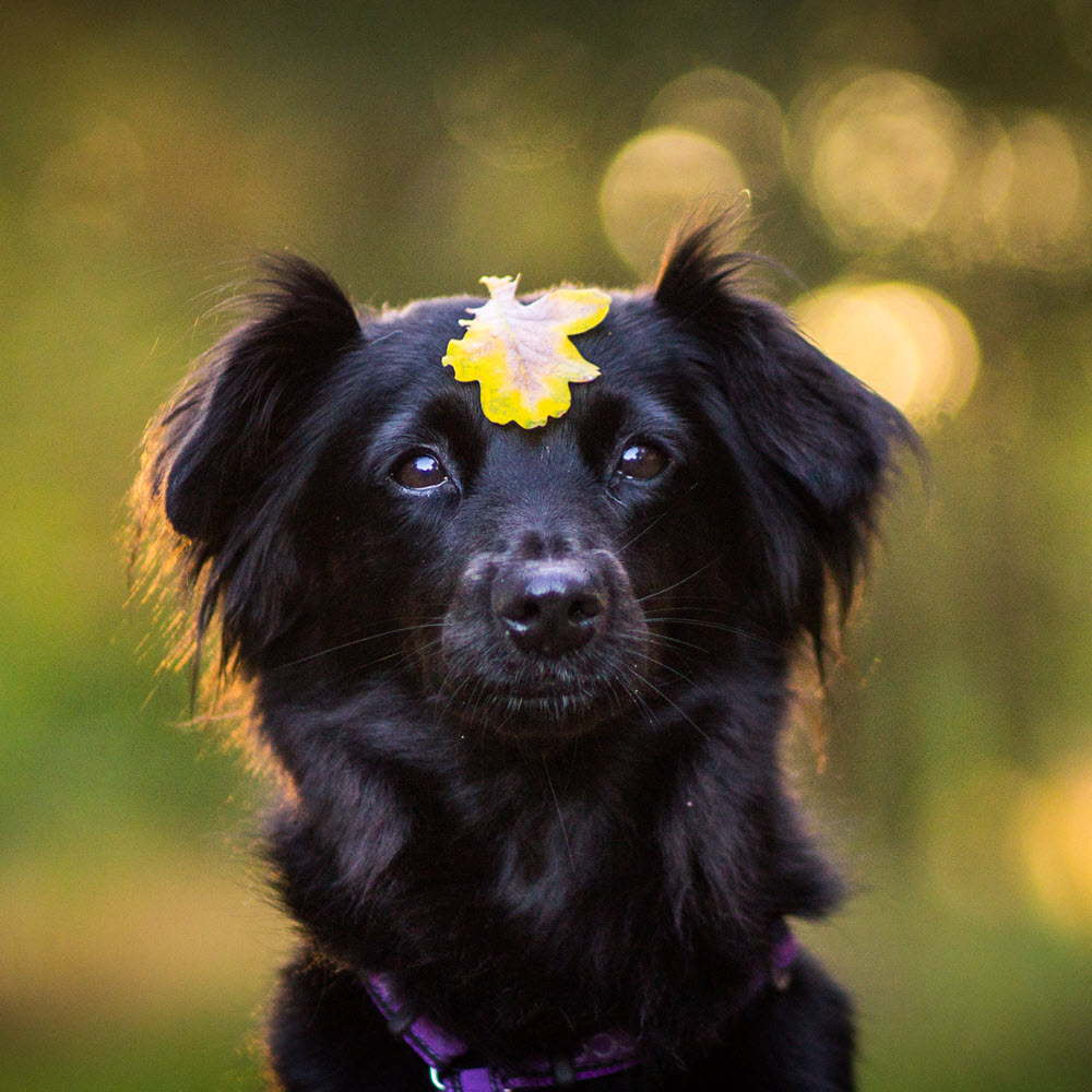 Black Dog, yellow Leaf, Square