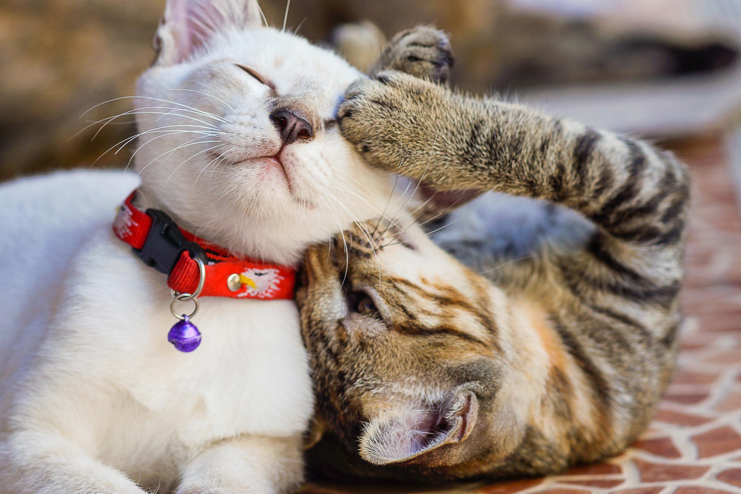 Two Cats Snuggled Up