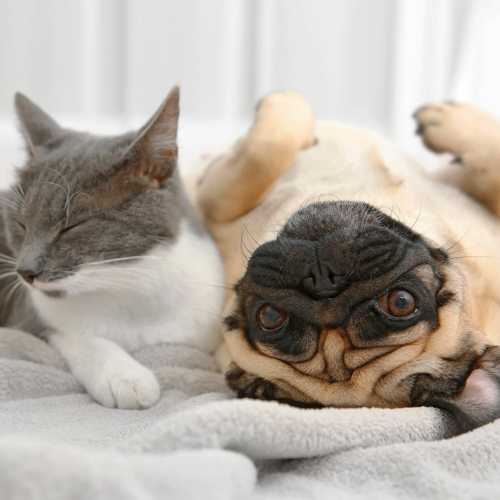 Cat and Pug, Square