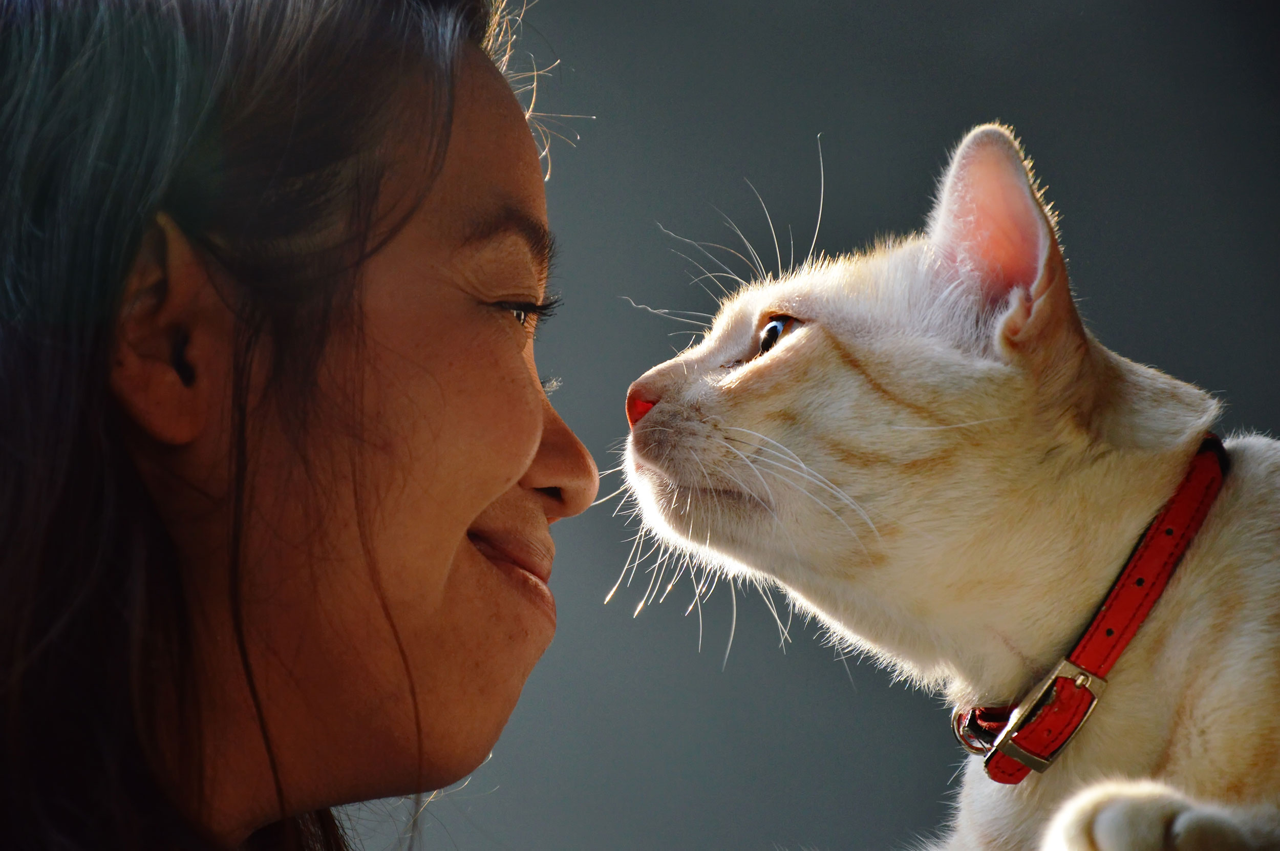 Person and Cat Nose to Nose