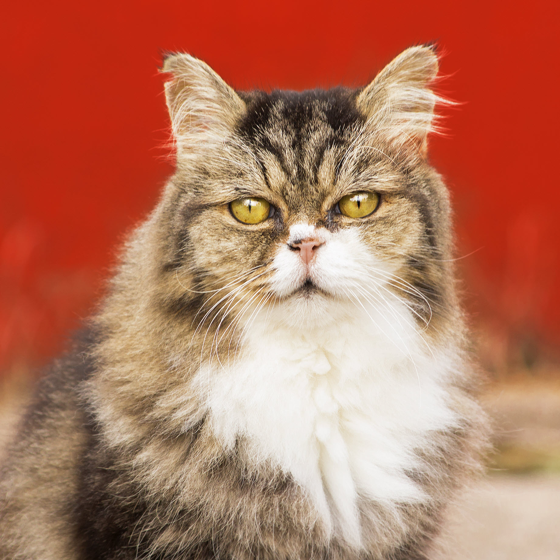 Cat on Red Background, Square
