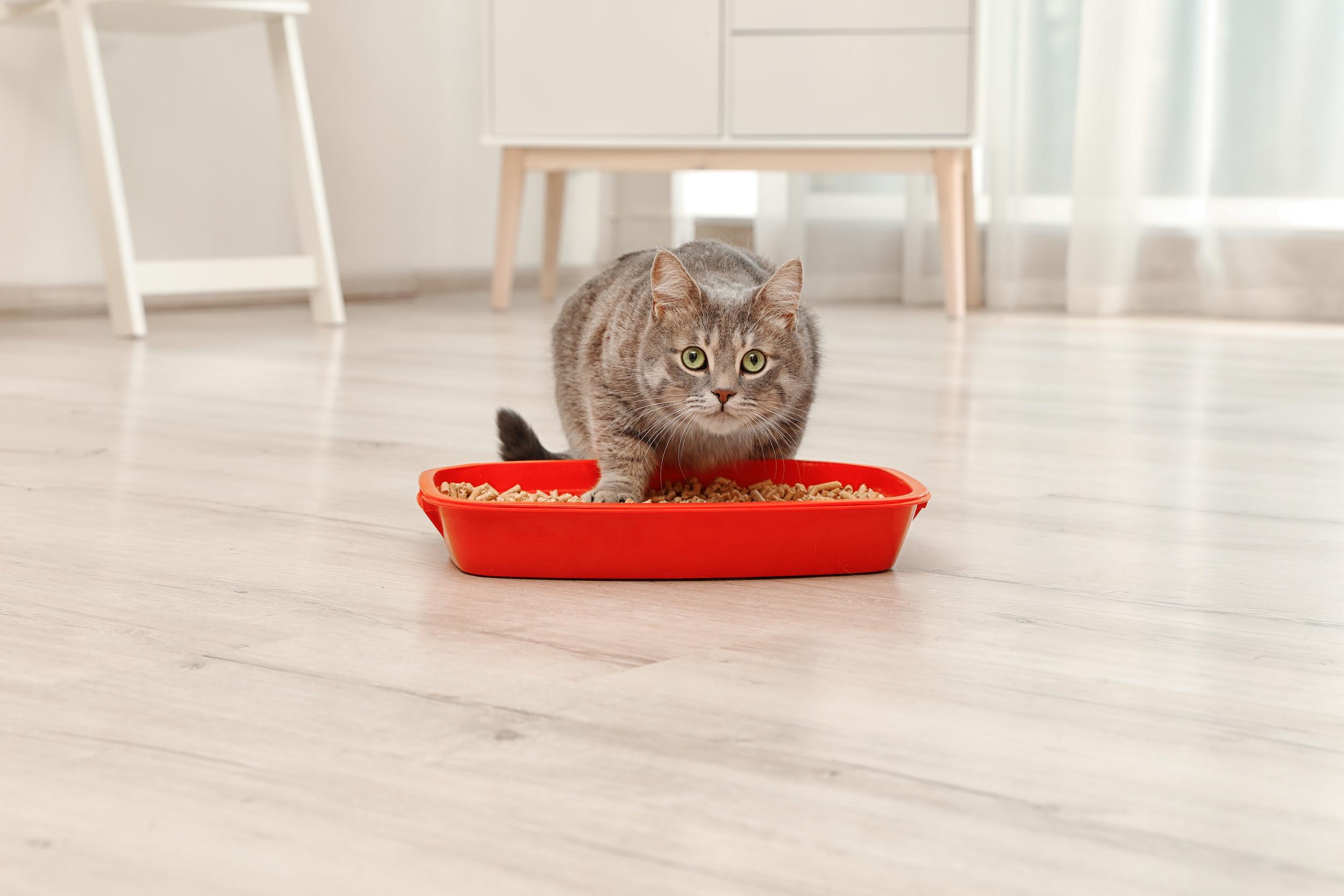 Brown Cat Playing with Food
