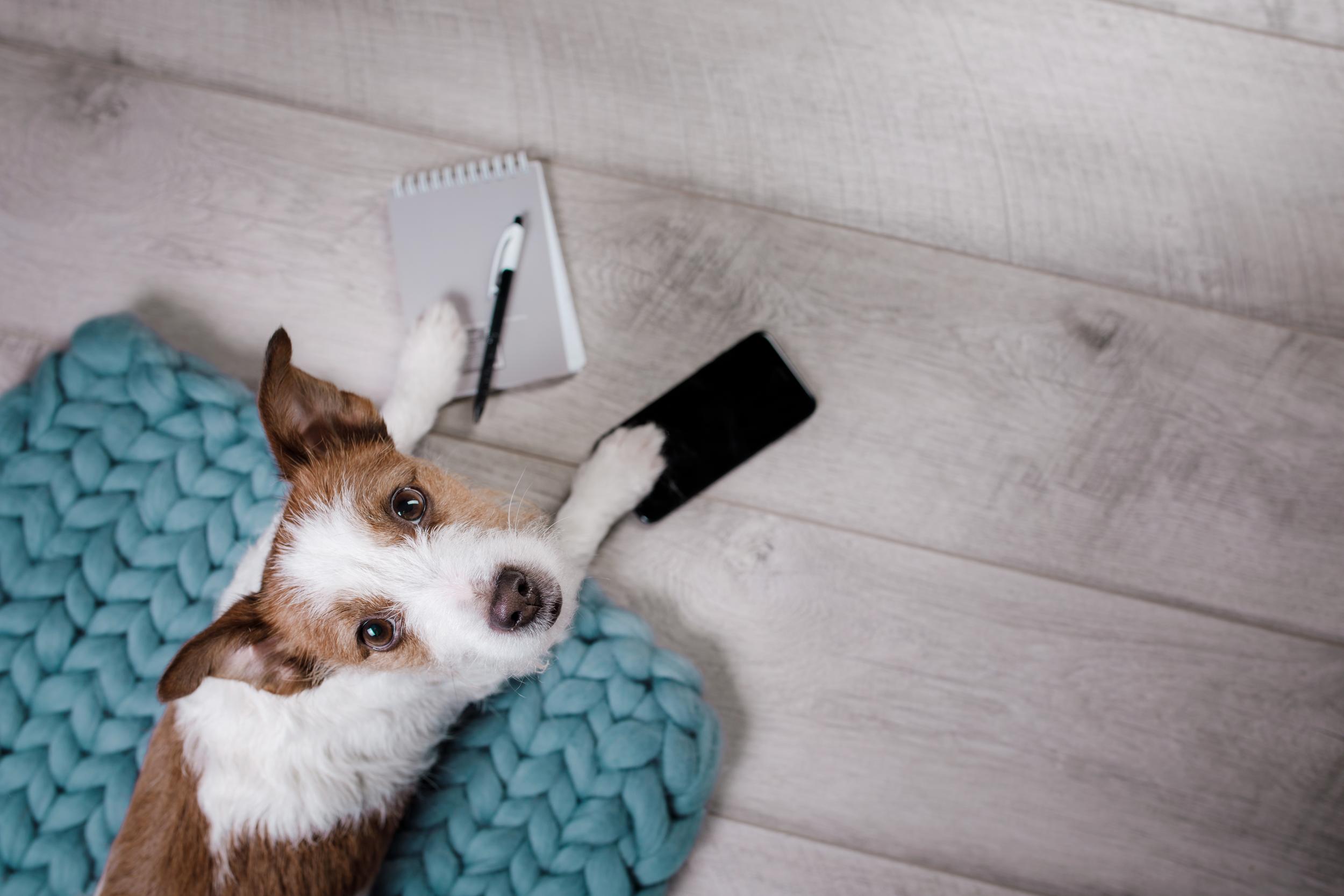 Terrier Dog With Notepad and Phone on Rug