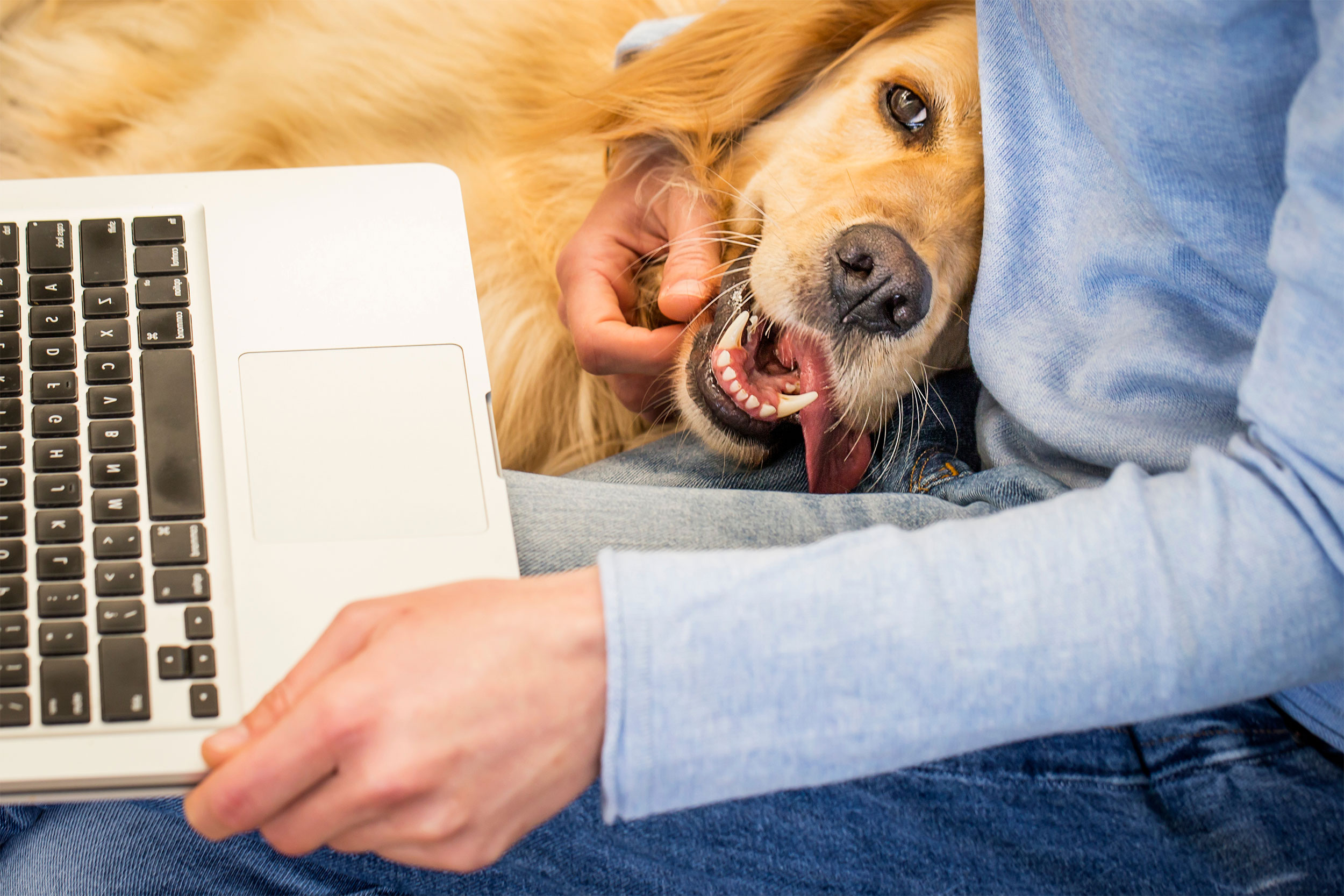 Person Hugging Dog with Computer